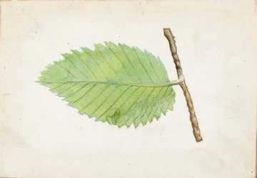 Jagged Leaf Edge Caterpillar..., sent 1800-tidigt 1900-tal.