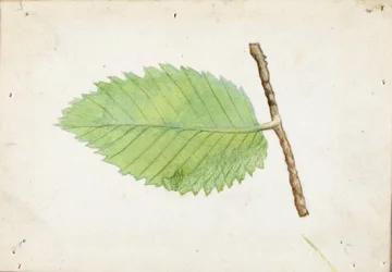 Jagged Leaf Edge Caterpillar, studie för boken Dolda färger i djurriket