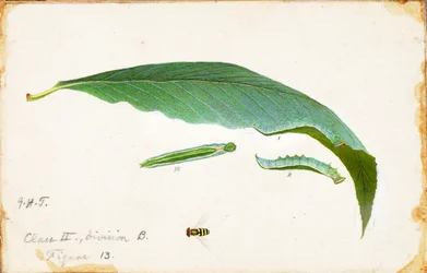 Unspotted Beach Leaf Edge Caterpillar, studie för boken Concealing Coloration in the Animal Kingdom