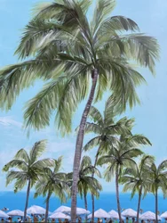 Tropiska strandpalmer