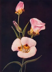 Mariposa Tulip, c1915, 1915