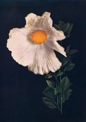Matilija Poppy, c1915, 1915