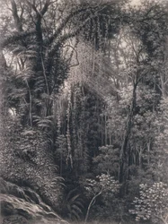 Utsikt över ravinen ovanför Apia, Upolu, Västra Samoa, 1877 (kol på papper)