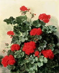 Röda pelargoner. Målning av Emmy Marie Caroline Thornam (1852-1935) Olja på duk. Privat samling.