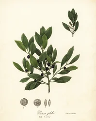 Appalachian te, färgämnesblad, vintergröna vinterbär, gallbär och bläckbär, Ilex glabra
