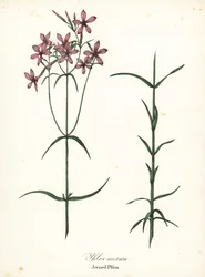 Tältflox, Phlox aristata