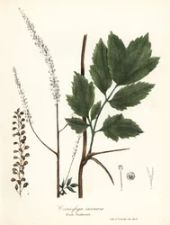 Black cohosh, black bugbane, black snakeroot eller fairy light, Actaea racemosa (Cimicifuga racemosa)