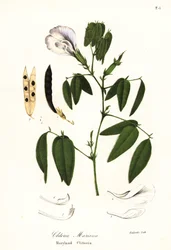 Fjärilsärta, atlantiska duvvingar eller Maryland clitoria, Clitoria mariana