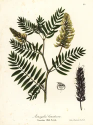 Kanadensisk mjölkvicker, Astragalus canadensis