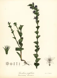 Knäppande Venus blickglas eller gripande klockblomma, Triodanis perfoliata (Stamknäppande specularia, Specularia perfoliata)