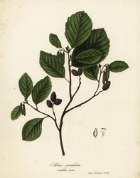 Vanlig al, hasselal eller slät al, Alnus serrulata