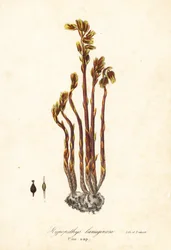 Holländares pipa, falska bokdroppar, pinesap eller gult fågelbo, Monotropa hypopitys (Pine-sap, Hypopithys lanuginosa)