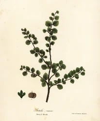 Dvärgbjörk, Betula nana