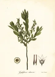 Dvärghuckleberry, bush huckleberry eller gopherberry, Gaylussacia dumosa