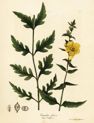 Falsk fingerborg, Aureolaria flava (Gerardia flava)