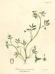 Falsk sjöjungfru, Floerkea proserpinacoides