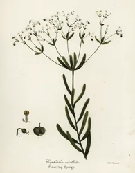 Blomstång, Euphorbia corollata