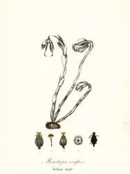 Spökväxt, spökpipa, indianpipa eller likväxt, Monotropa uniflora