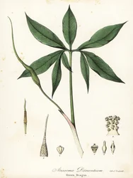 Grön drake eller drakrot, Arisaema dracontium
