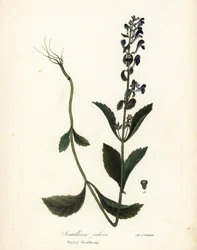 Hårig kalott, Scutellaria elliptica (Scutellaria pilosa)