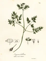 Vårbudet, peppar och salt eller lökrotad erigenia, Erigenia bulbosa
