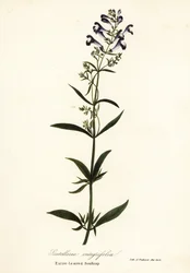 Hjälmblomma, hjälmkalott eller helbladig kalott, Scutellaria integrifolia