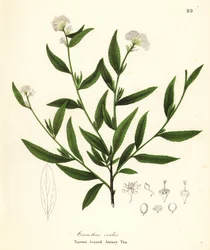 Jerseyte, Ceanothus herbaceus (Smalbladigt Jerseyte, Ceanothus ovalis)