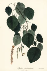 Stor asp, stortandad asp, stortandad asp, amerikansk asp, kanadensisk poppel eller vit poppel, Populus grandidentata
