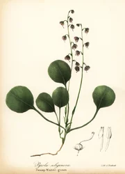 Liverblad vintergrön, myr vintergrön eller rosa vintergrön, Pyrola asarifolia (Träsk vintergrön, Pyrola uliginosa)