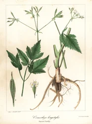 Långstilad sweet-cicely, longstyle sweetroot eller sweet cicely, Osmorhiza longistylis