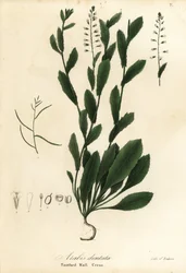 Murbeckiella pinnatifida (tandad väggkrasse, Arabis dentata)