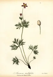 Stillahavsanemon eller skuren vindblomma, Anemone multifida