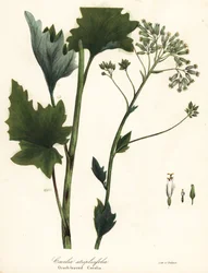 Blek indisk groblad, Arnoglossum atriplicifolium (Apelsinbladig cacalia, Cacalia atriplicifolia)