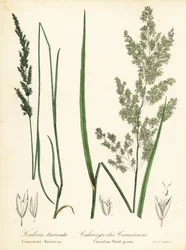 Prairie wedgescale, Sphenopholis obtusata och kanadensiskt rörgräs, Calamagrostis canadensis