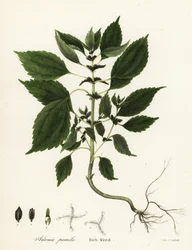 Rik ogräs, Adenia pumila (Collinsonia canadensis?)