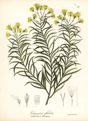 Sickleaf silkgrass eller sickle-leaved gold aster, Pityopsis falcata (Sickle-leaved chrysopsis, Chrysopsis falcata)