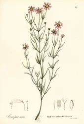 Liten rosafärgad coreopsis, Coreopsis rosea