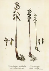 Fläckig korallrot, Corallorhiza maculata och fallkorallrot, Corallorhiza odontorhiza (mångablommig korallrot, Corallorhiza multiflora och tandkorallrot, C