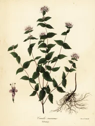 Stenmynta, frostmynta, dittany och amerikansk dittany, Cunila origanoides (Cunila mariana)
