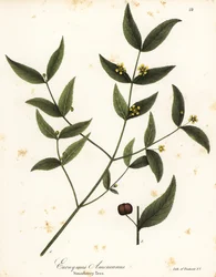 Jordgubbsträd, Euonymus americanus