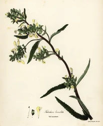 Hög lusseört eller kärrlusört, Pedicularis lanceolata