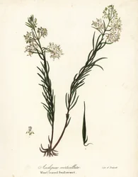 Snurrad mjölgräs, östlig snäckor, åkerfräken eller svalbladig svalört, Asclepias verticillata