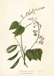 Vild kidneyböna, Phaseolus polystachios (flerårig kidneyböna, Phaseolus perennis)