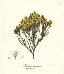 Ullstrandljung, strandljung, sandljung eller ullig hudsonia, Hudsonia tomentosa