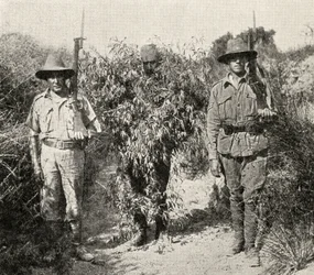 En turkisk krypskytt, förklädd till en buske, i förvar efter att ha tillfångatagits av ANZAC-trupper, från "The Great War: A History", volym III, 1916.