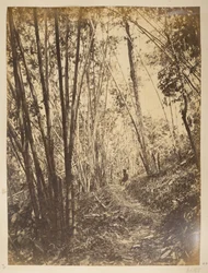 Bambuskog på Teesta.  Utsikt över Darjeeling. 1870-talet