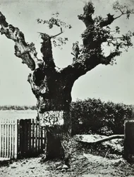 Brockley Lane: Old Oak, London, 1890