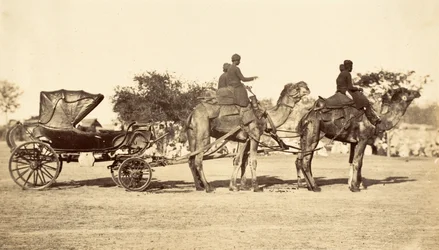 Kamelvagn, ca 1860 (fotogravyr)