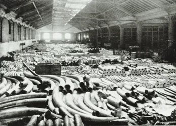 London Docks: elfenbenslager, 1895