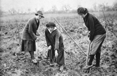 Pleasant, Profitable, Patriotic: On a Fruit-farm at Letchmore Heath, nära St. Albans, från The Illustrated War News, 2 augusti 1916